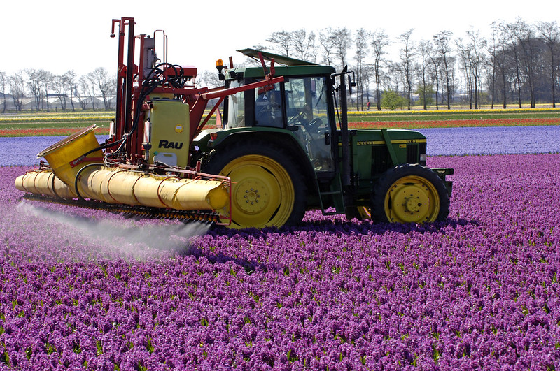 Spraying the plants in the crocus fields by International Labour Organization ILO, via flickr.