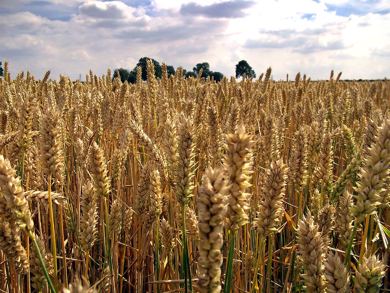 Wheatfield revised by zaphad1, via flickr.