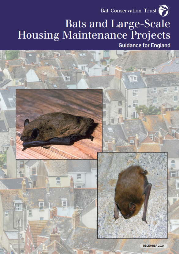 Bats and Large-Scale Housing Maintenance Projects Guidance for England