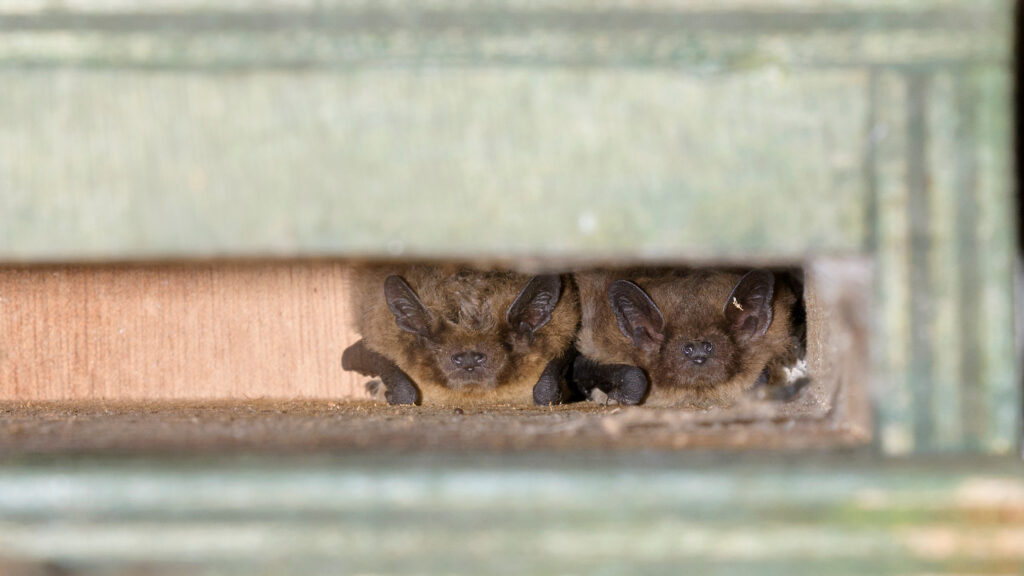 Bats in a nest box