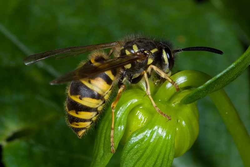 Common wasp DSC_5493_edited-1 by Clifton Beard, via flickr.