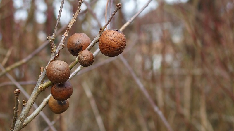 Oak Marble Gall by Nick Wood, via flickr.