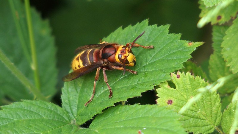 Hornet (Vespa crabro) by Nick Wood, via flickr.
