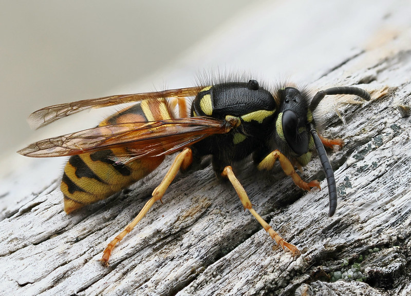 Rote Wespe (Vespula rufa) by Frank Vassen, via flickr.
