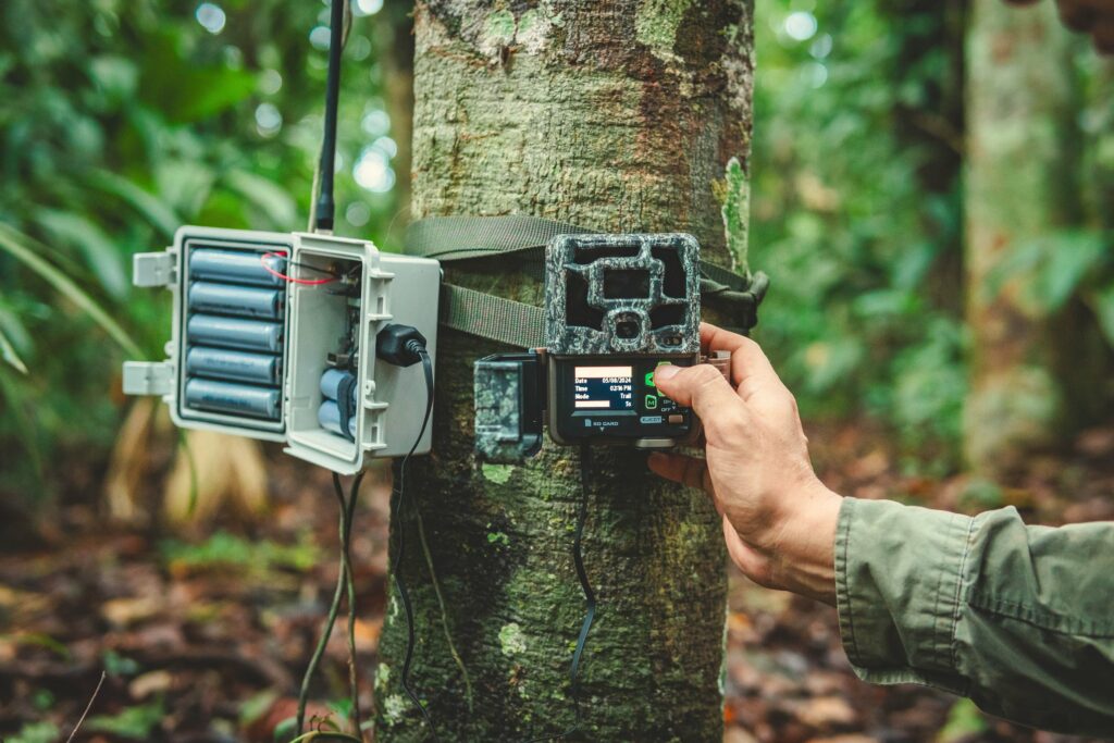 Trail camera attached to a tree