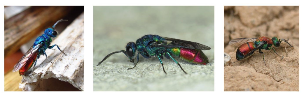 Crysis cf impressa close-cropped by Nigel Jones, via flickr. Chrysis fulgida by Ryszard, via flickr. Chrysis viridula by Tim Worfolk, via flickr.