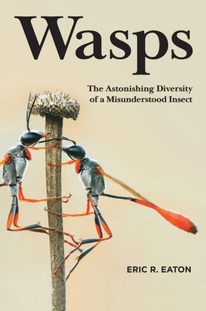 Wasps.