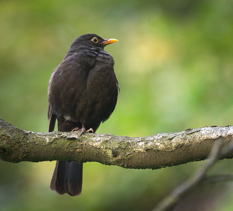 Male blackbird (Turdus merula) perched on a branch by hedera.baltica, via flickr.,