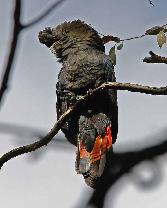 Glossy Black Cockatoo by Merryjack, via flickr.