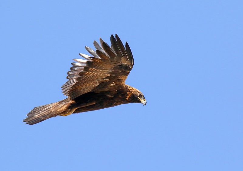 Golden Eagle (Aquila chrysaetos) by Birds of Gilgit-Baltistan, via flickr.