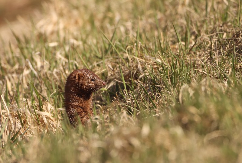 American Mink Huron Wetland Management District South Dakota by USFWS Mountain-Prairie, via flickr.