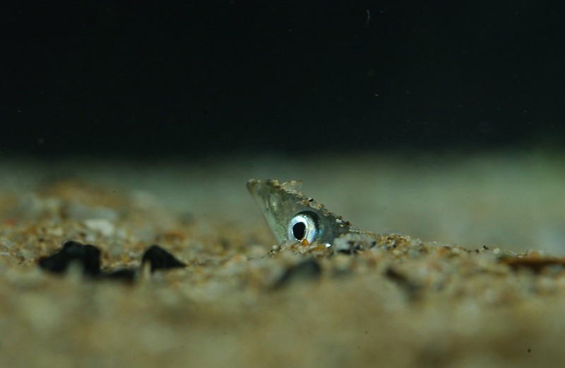 Sandeel in seabed by Crown Marine Scotland, via flickr.