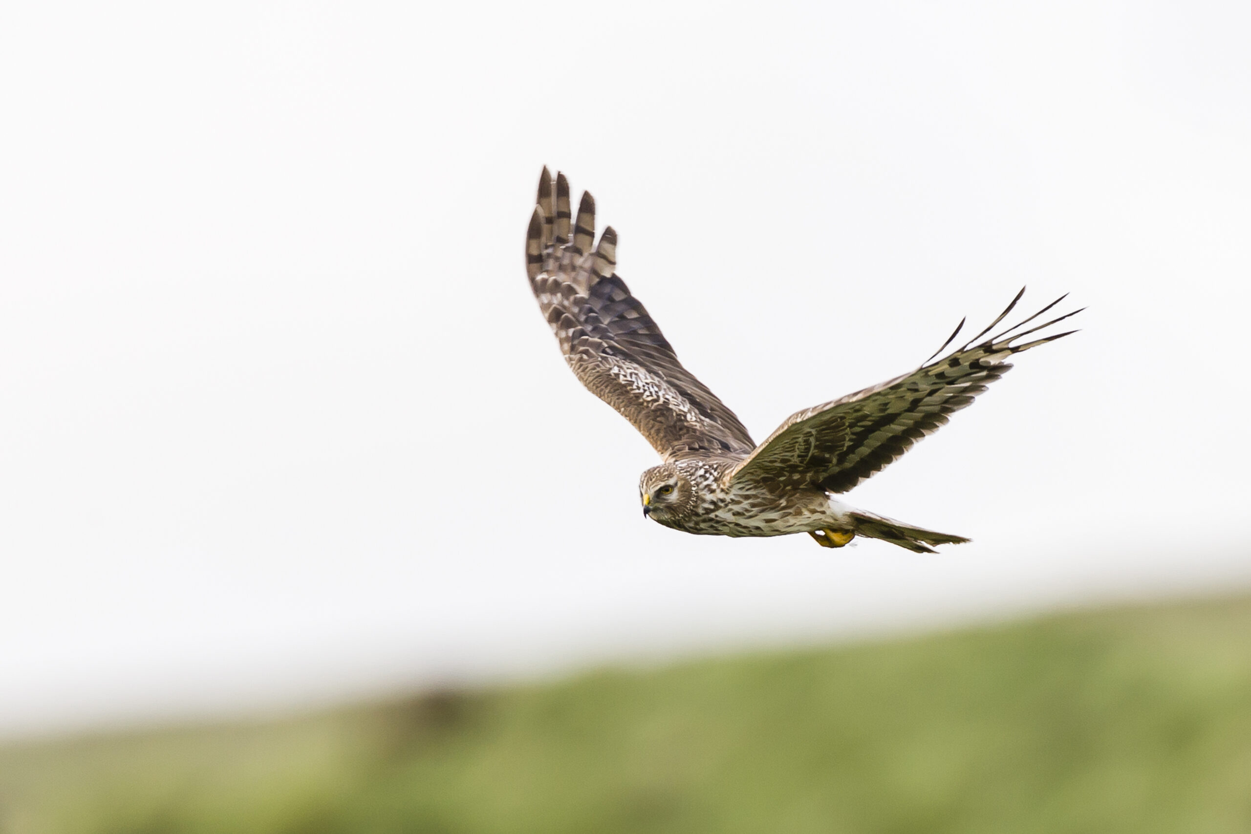 Hen harrier by Mike Brown