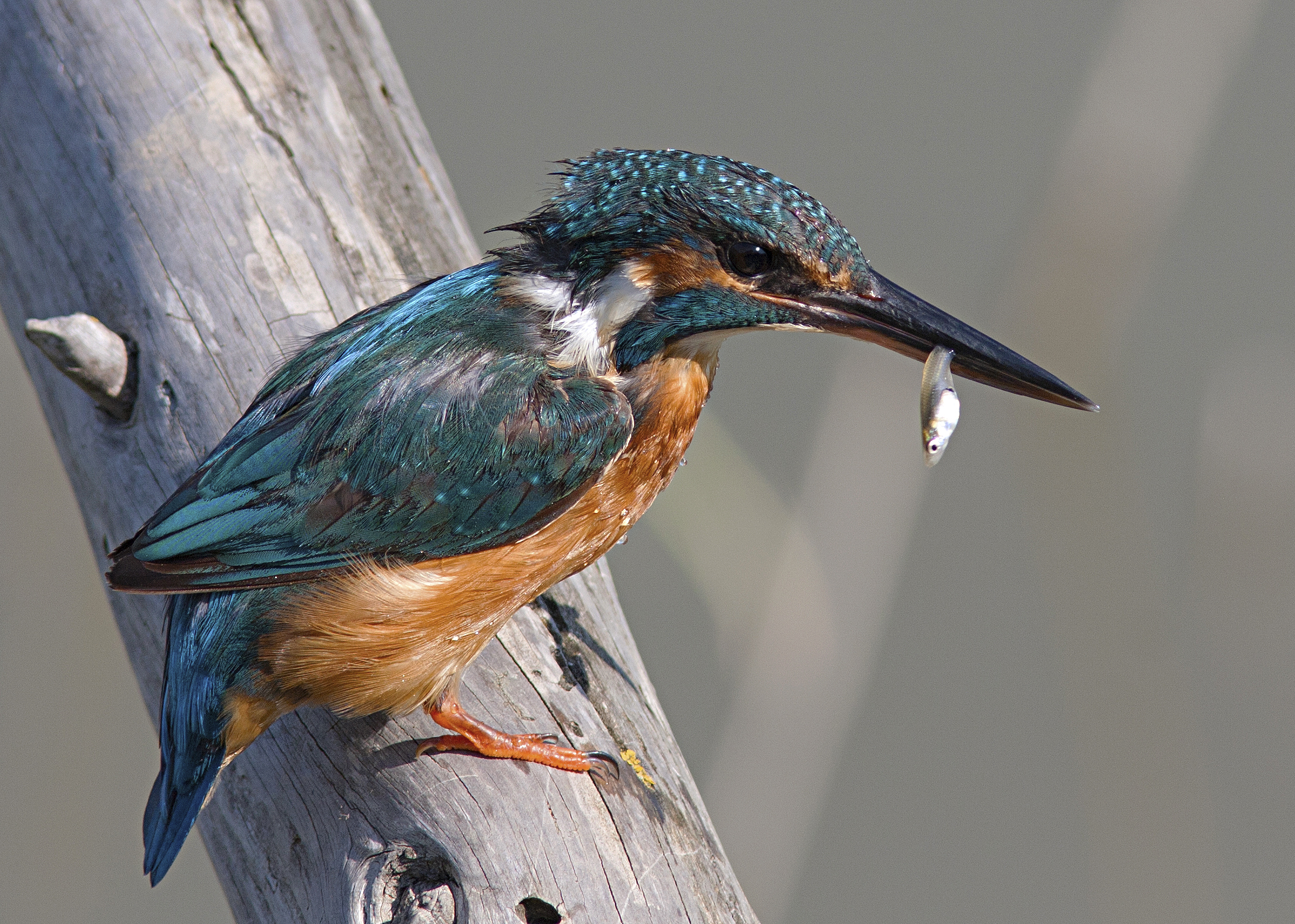 Kingfisher, Llobregat