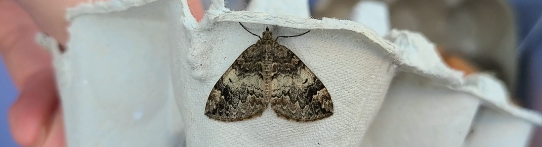 Common Marbled Carpet.