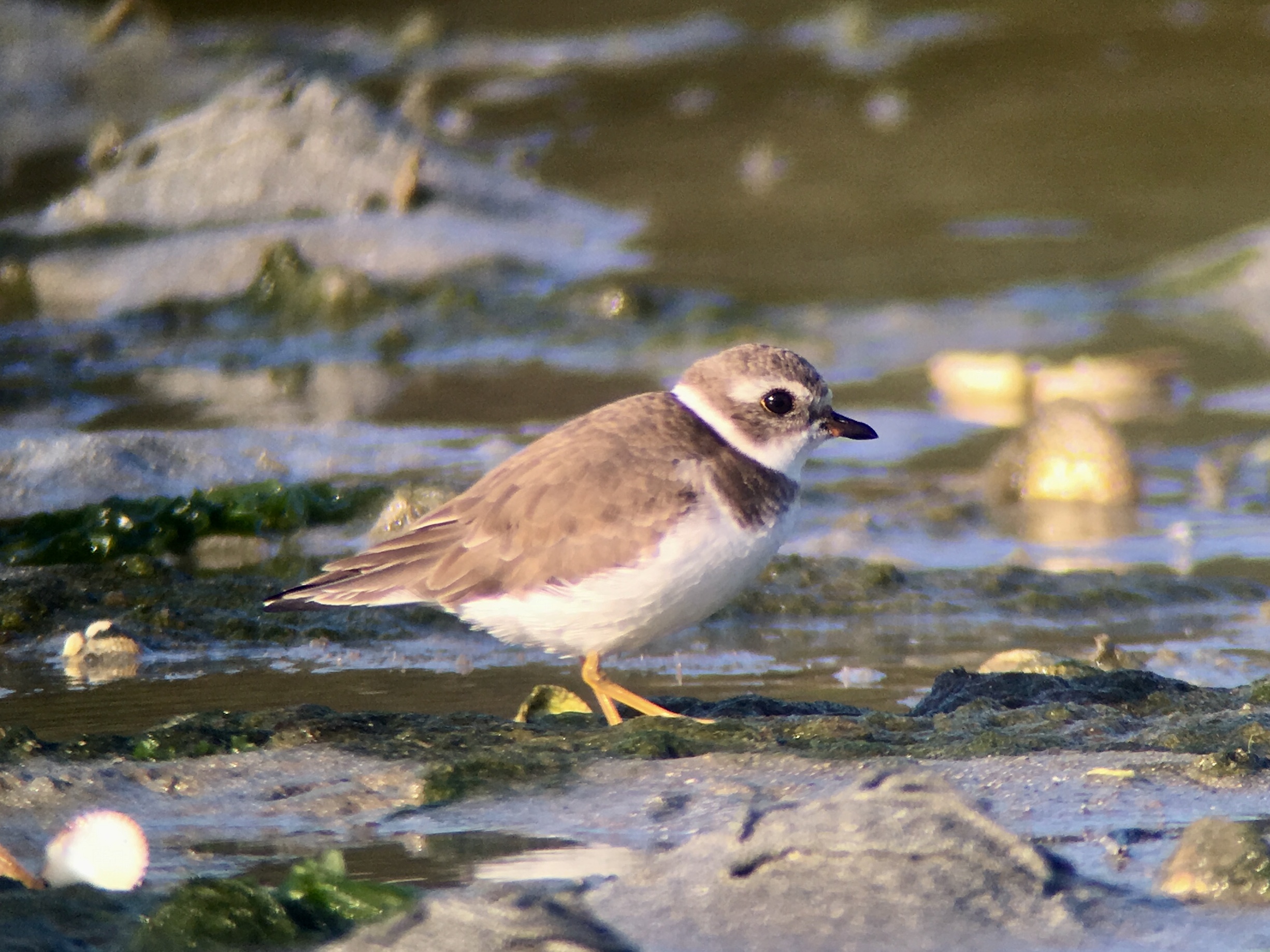 Semipalmated Plover by Brian McCloskey