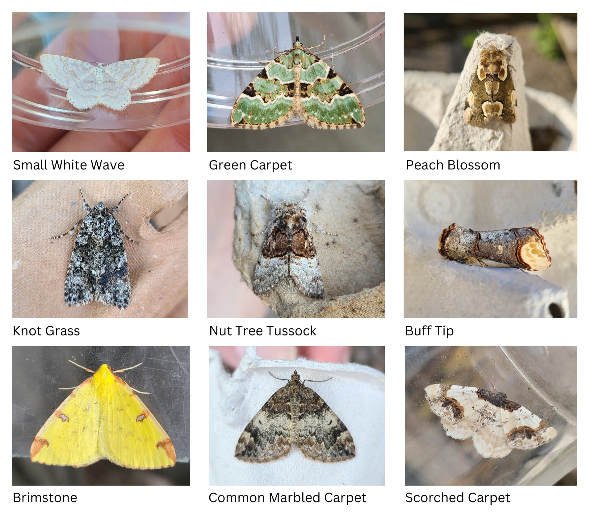 9 different species of moth caught by Oli Haines in Devon.