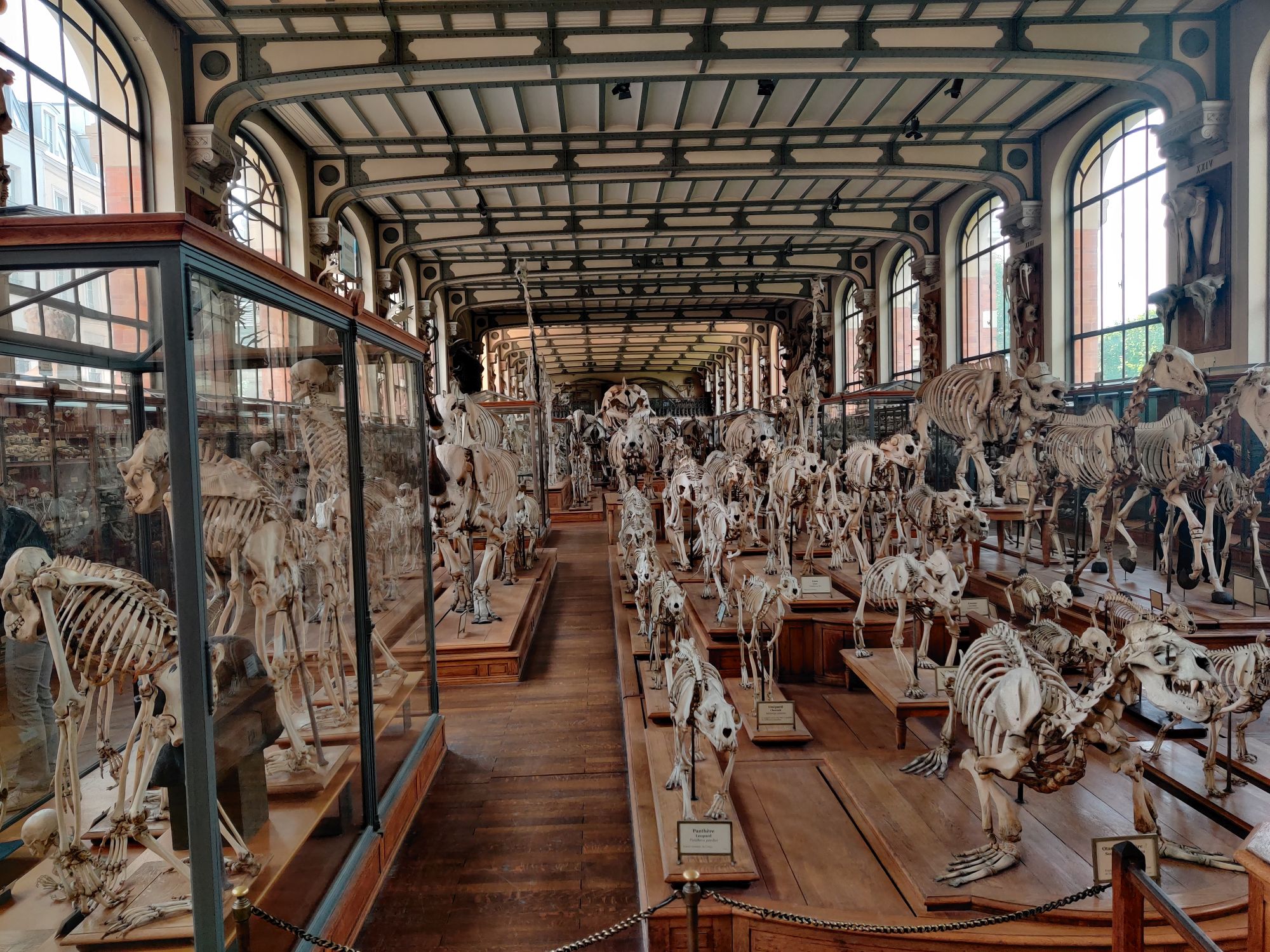 The mind-boggling collection of vertebrate skeletons in the museum's Gallery of Comparative Zoology.