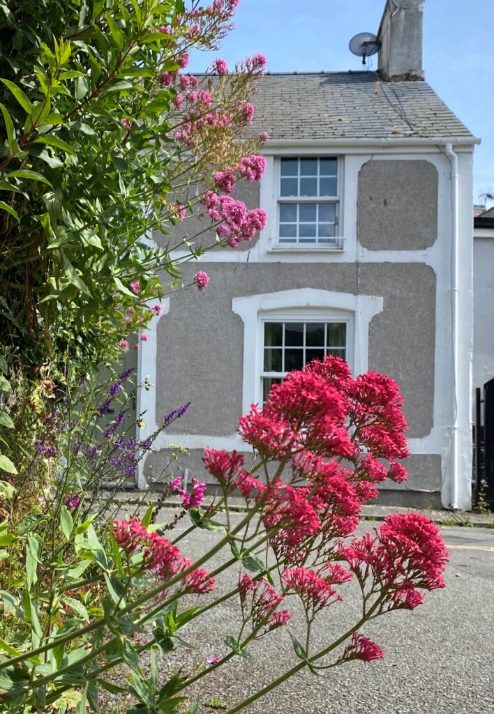 Flowers in a Conwy street by Trevor Dines