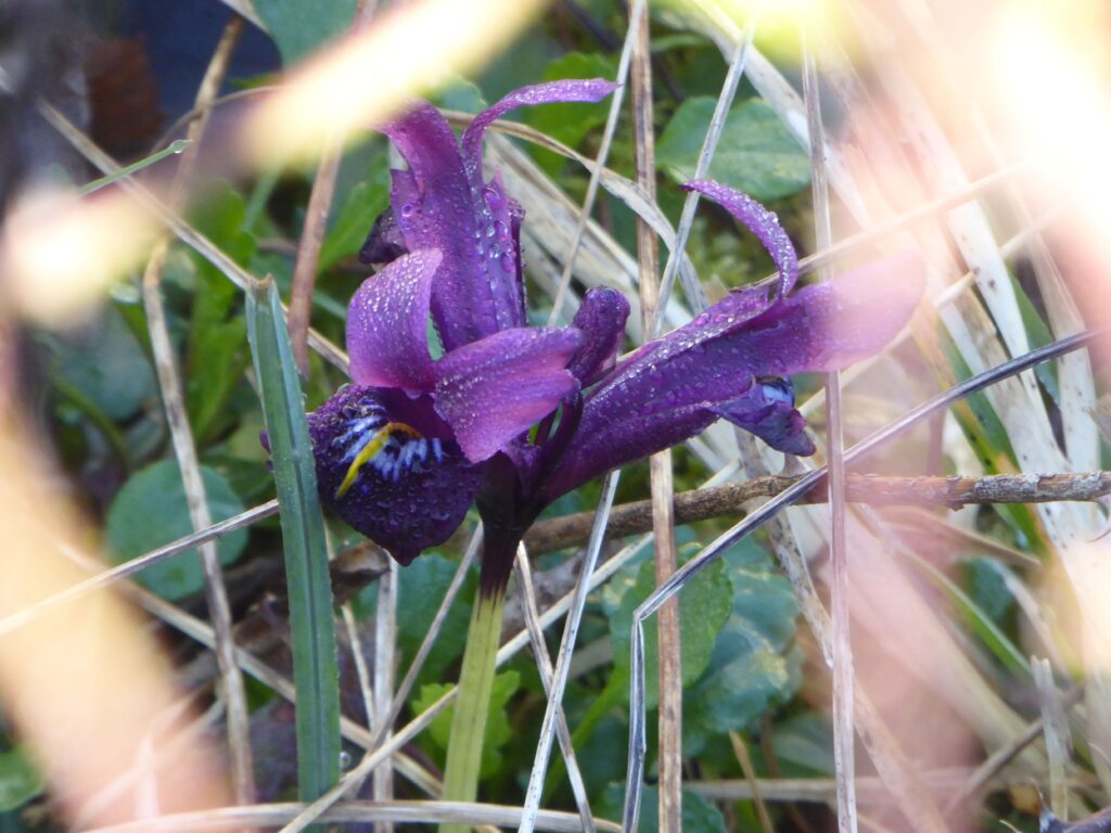Iris reticulata x histrioides 'George' by Wendy McCarthy