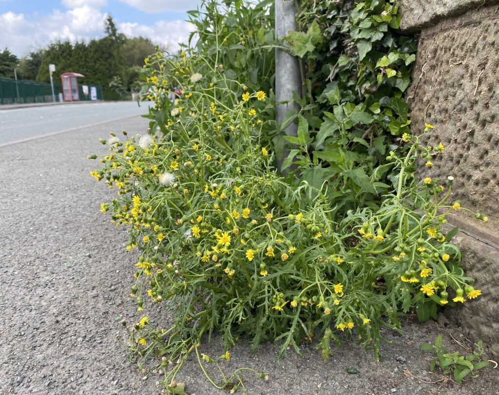 Welsh Groundsel plant beside Chirk Council Office by Trevor Dines