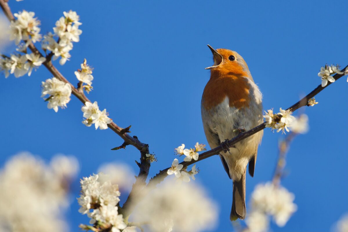 International Dawn Chorus Day – 3rd May 2026
