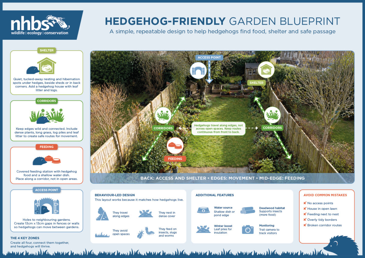The NHBS Guide to Hedgehog Houses